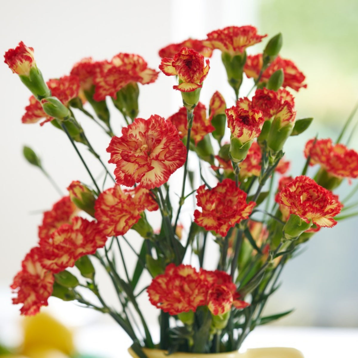 Orange Bicolor Mini Carnations Seeds - Dianthus Seeds, 30 seeds