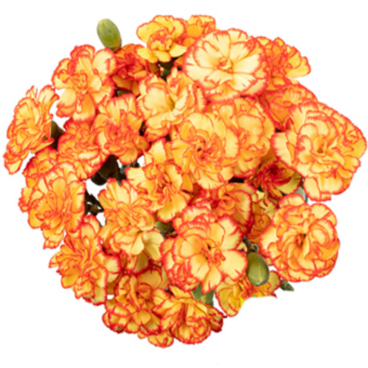 Orange Bicolor Mini Carnations Seeds - Dianthus Seeds, 30 seeds