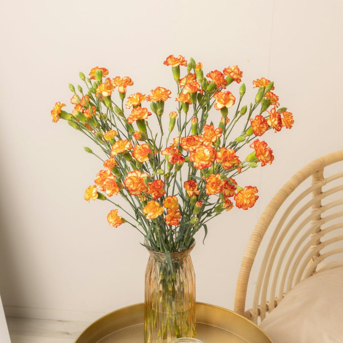 Orange Bicolor Mini Carnations Seeds - Dianthus Seeds, 30 seeds