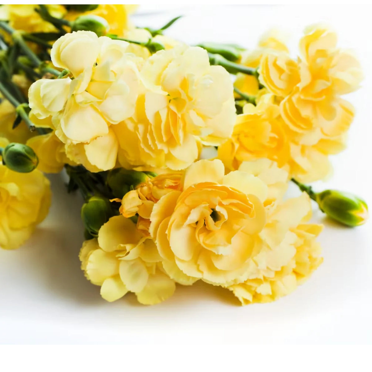 Yellow Carnations Seeds - Dianthus Seeds, 30 seeds