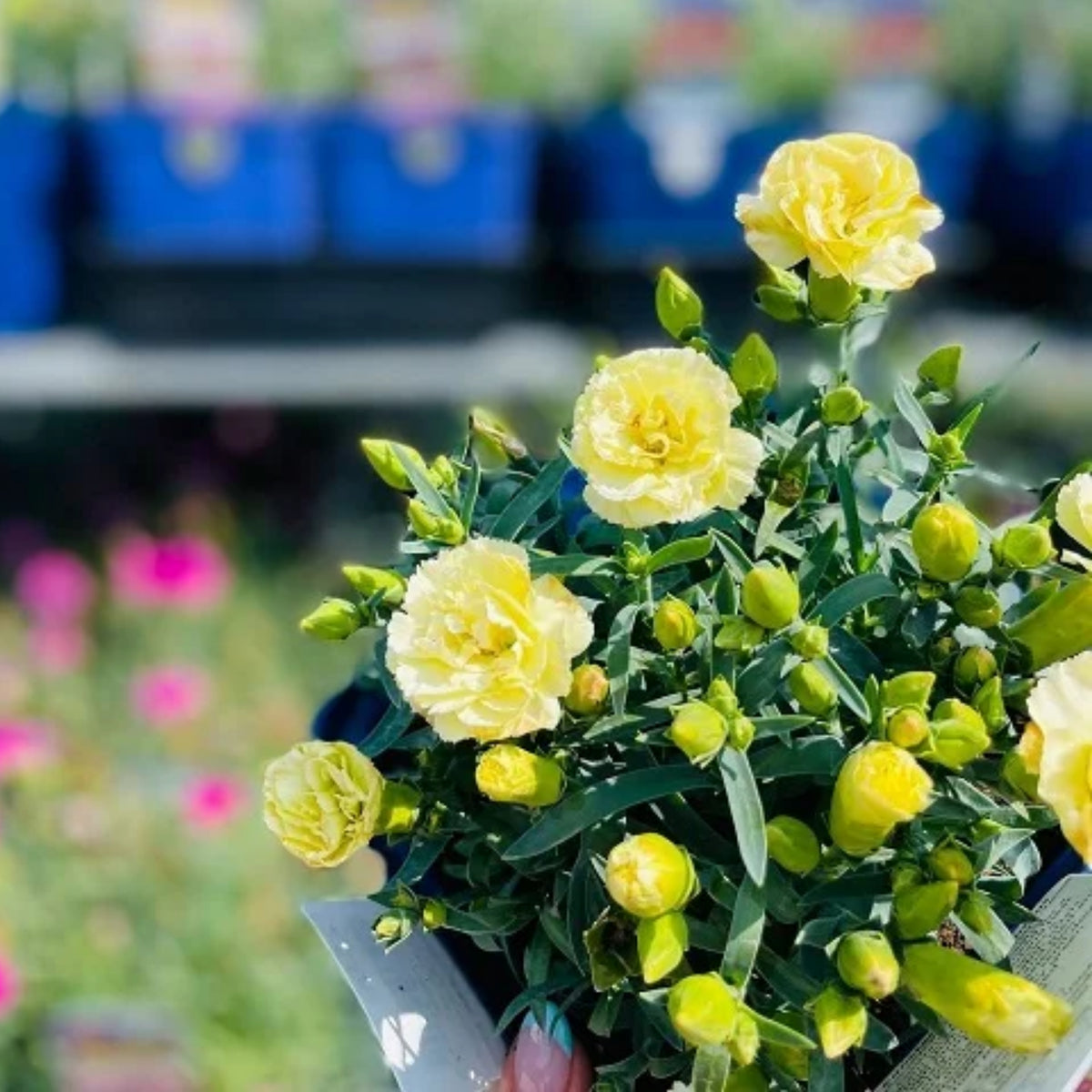 Yellow Carnations Seeds - Dianthus Seeds, 30 seeds
