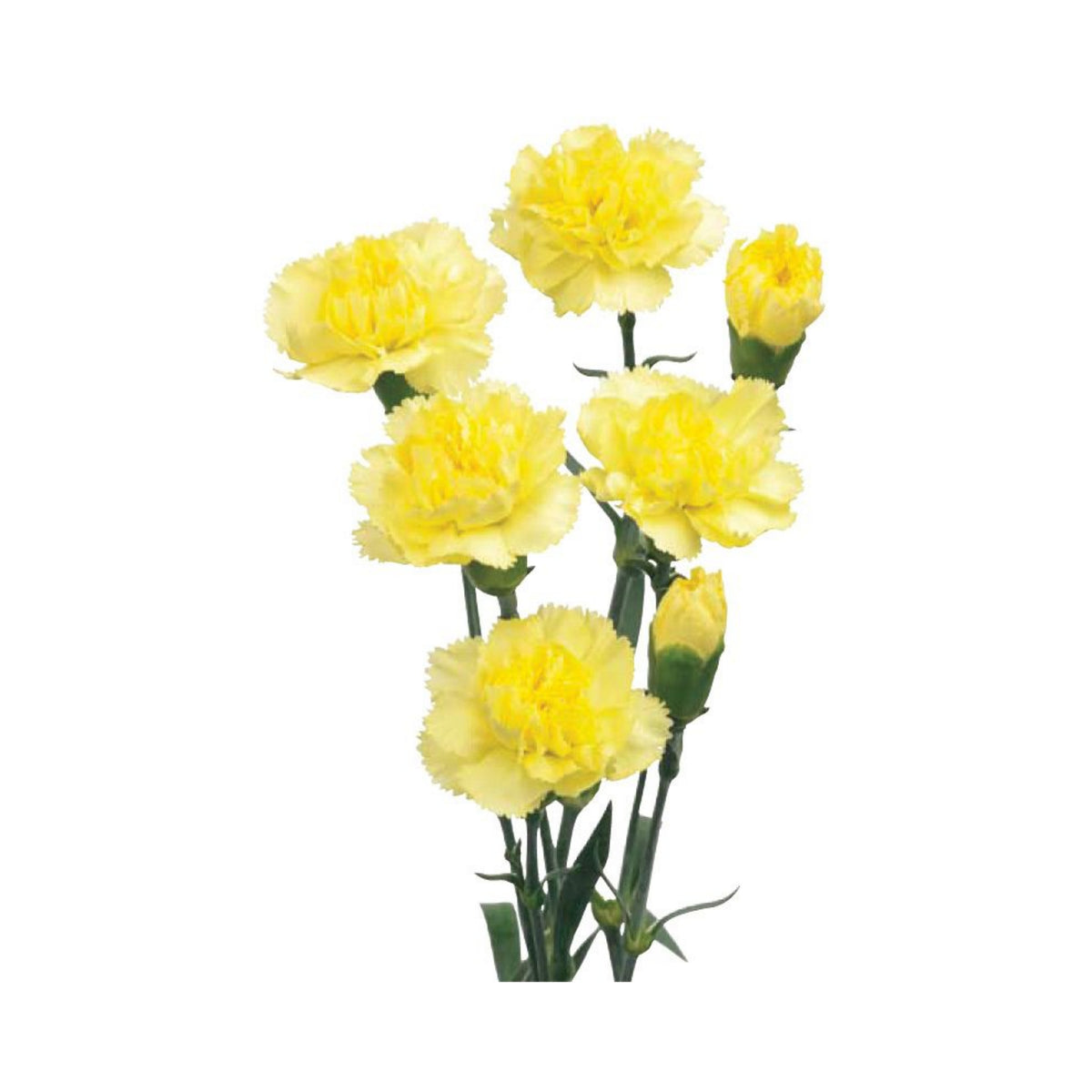 Yellow Carnations Seeds - Dianthus Seeds, 30 seeds