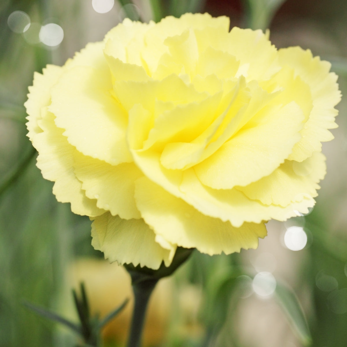 Yellow Carnations Seeds - Dianthus Seeds, 30 seeds