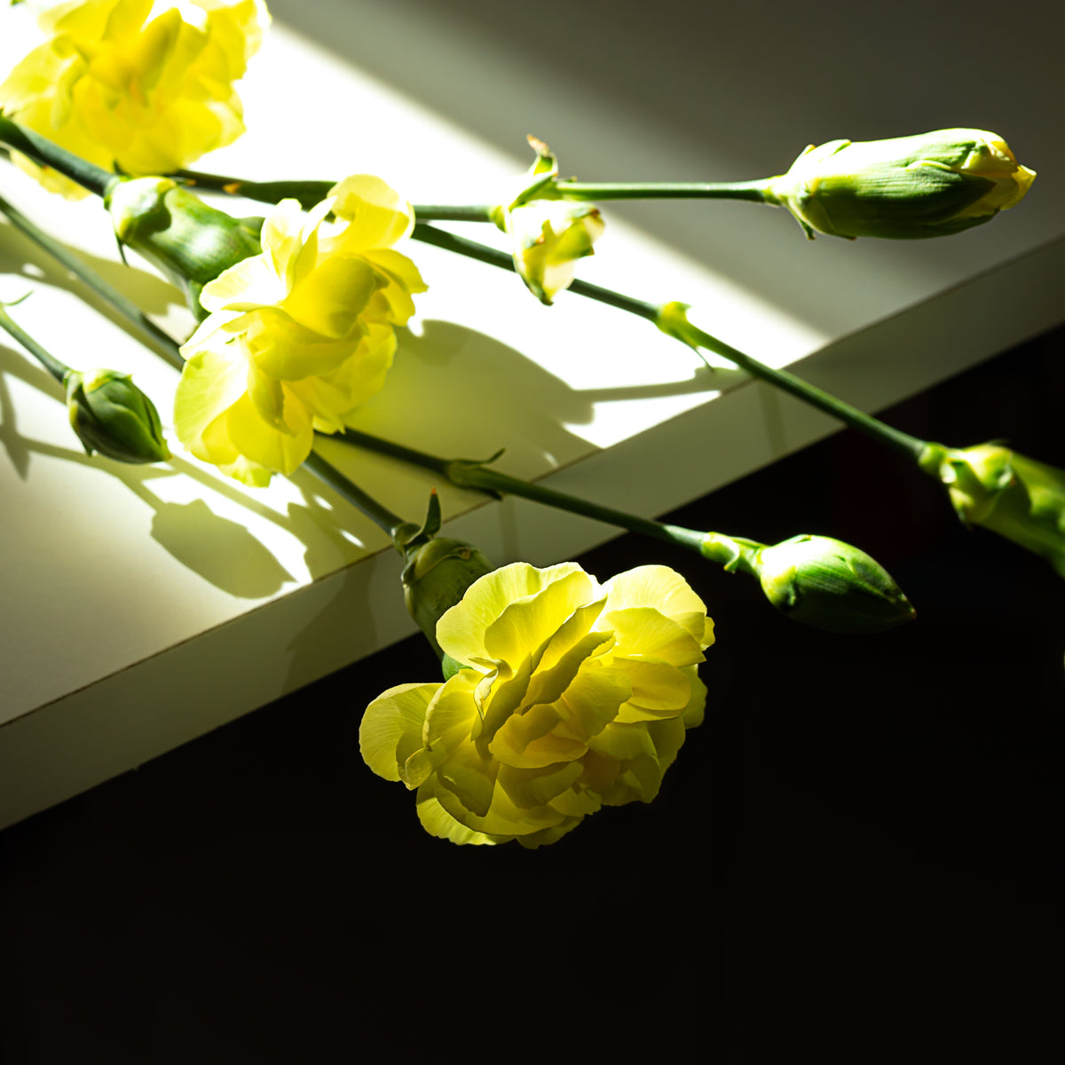 Yellow Carnations Seeds - Dianthus Seeds, 30 seeds