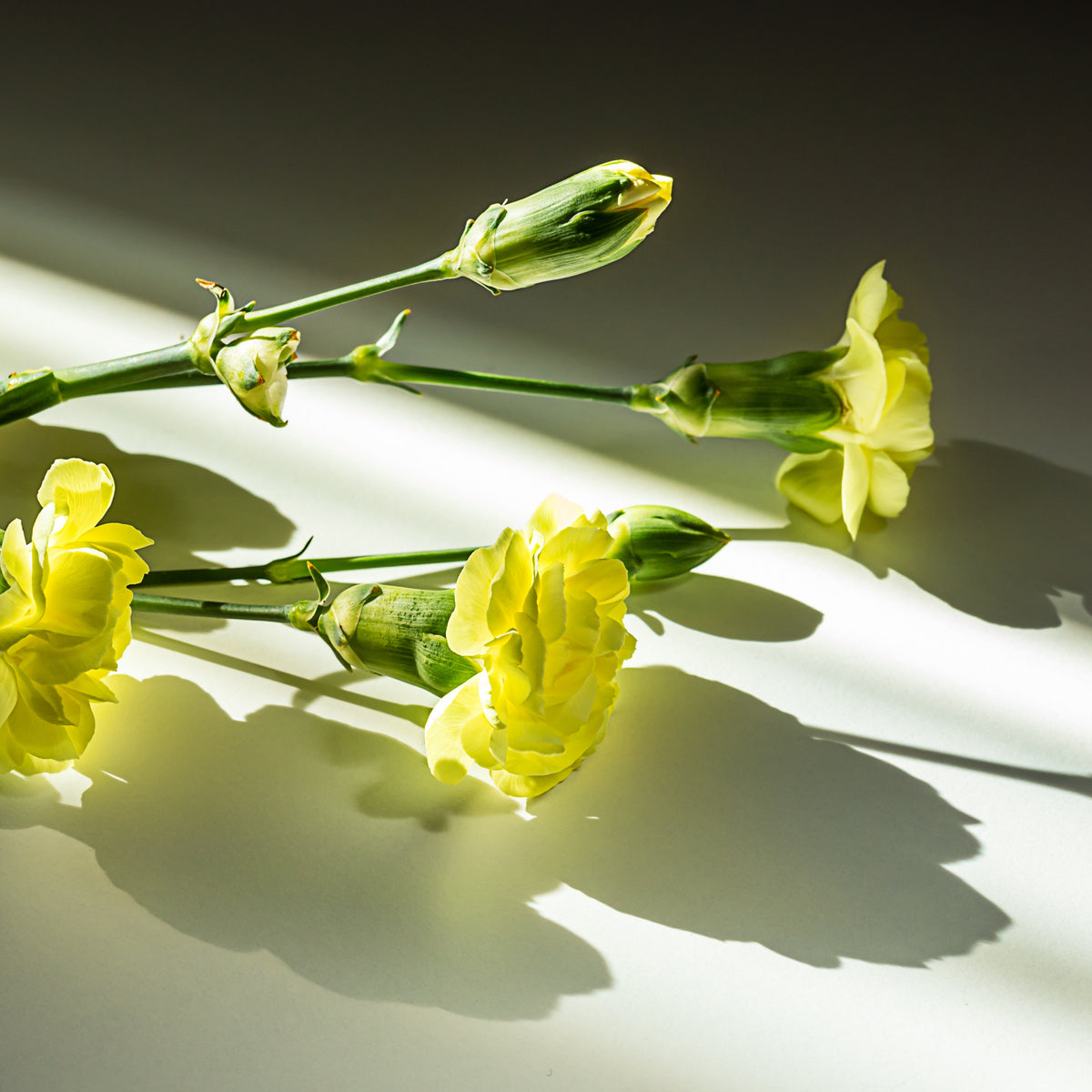 Yellow Carnations Seeds - Dianthus Seeds, 30 seeds
