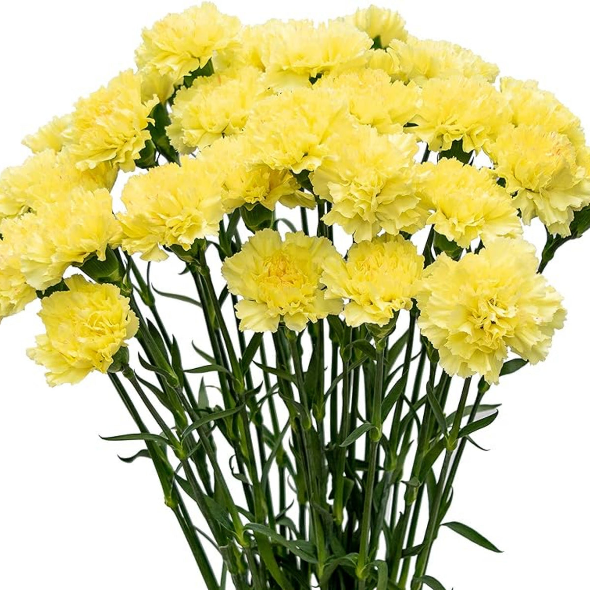 Yellow Carnations Seeds - Dianthus Seeds, 30 seeds
