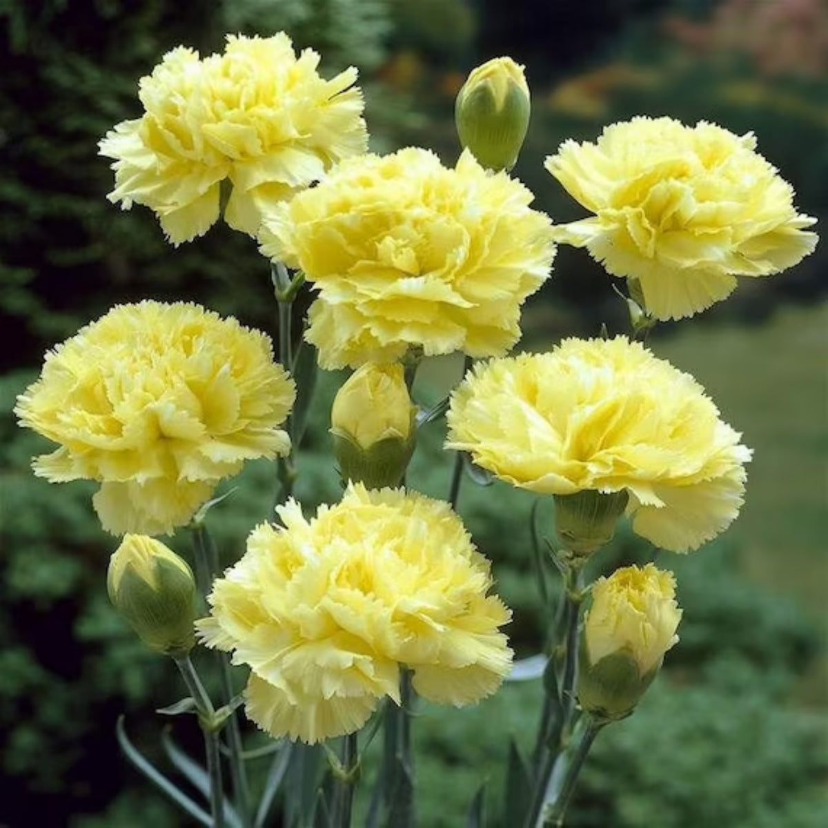 Yellow Carnations Seeds - Dianthus Seeds, 30 seeds