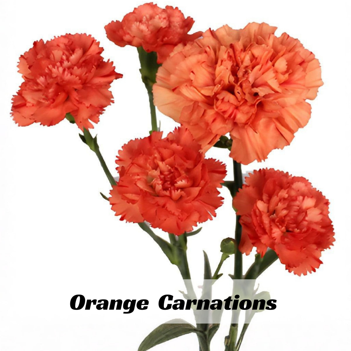 Orange Carnations Seeds - Dianthus Seeds, 30 seeds