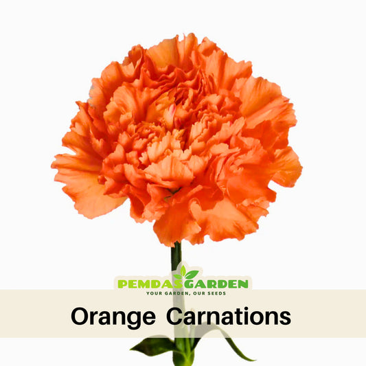 Orange Carnations Seeds - Dianthus Seeds, 30 seeds