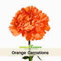 30 Orange Carnations - Dianthus Seeds - Authentic - Open-Pollinated - Organic - Heirloom - Flower Seeds - Mix Seeds to Plant - #ca5