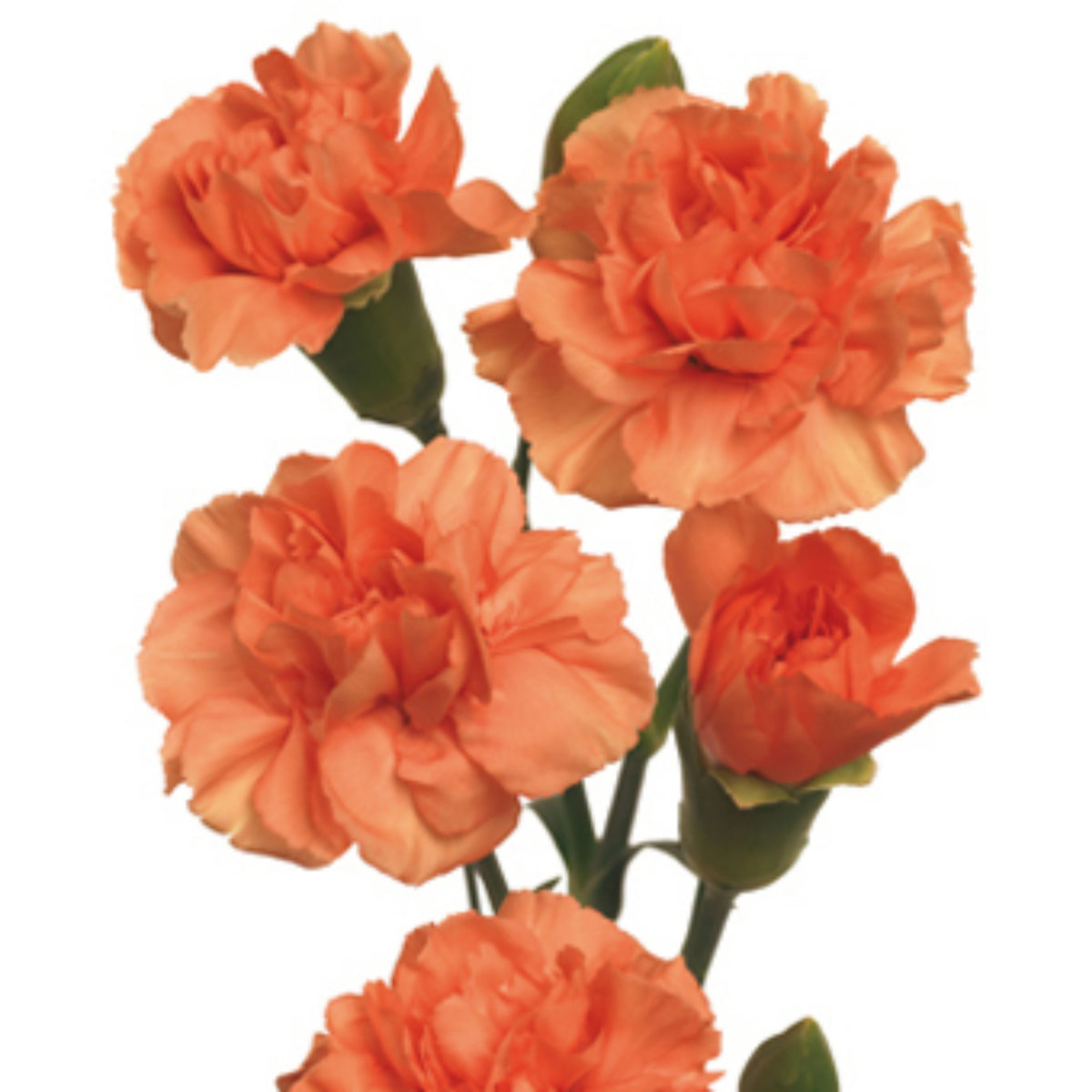 Orange Carnations Seeds - Dianthus Seeds, 30 seeds