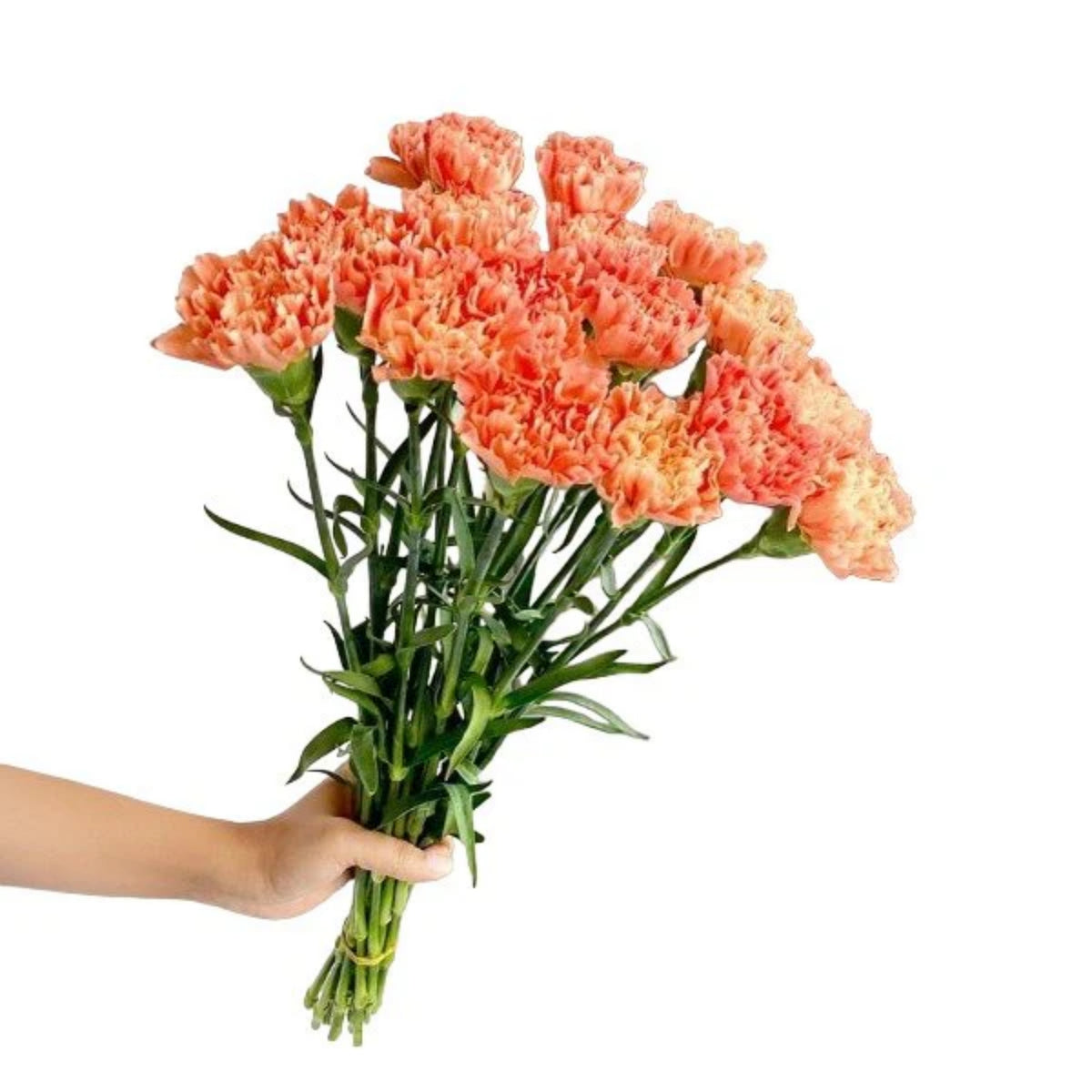 Orange Carnations Seeds - Dianthus Seeds, 30 seeds