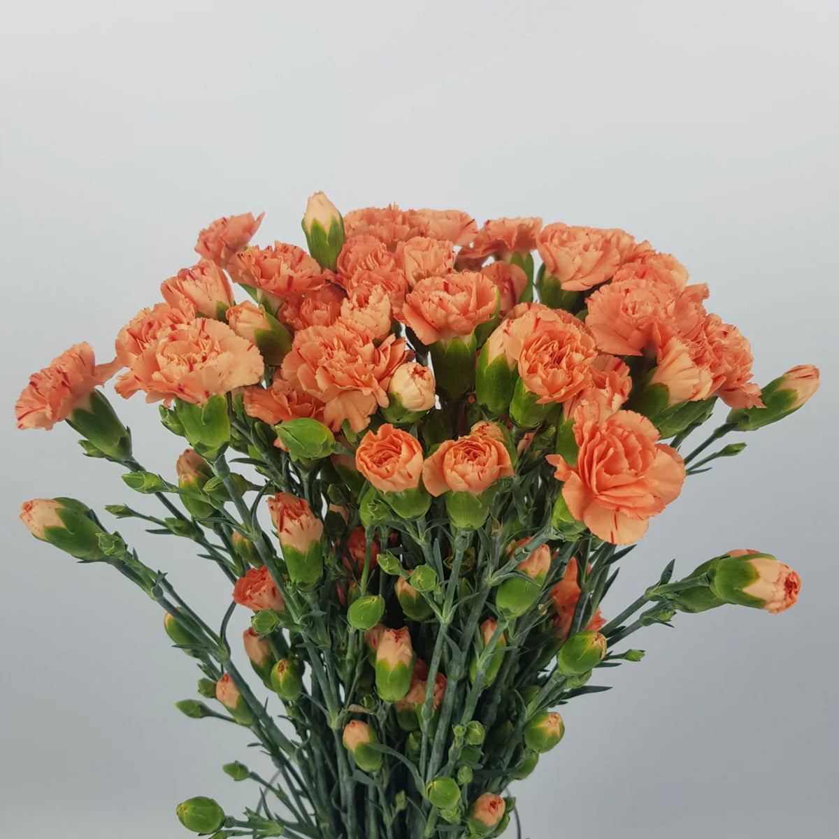 Orange Carnations Seeds - Dianthus Seeds, 30 seeds