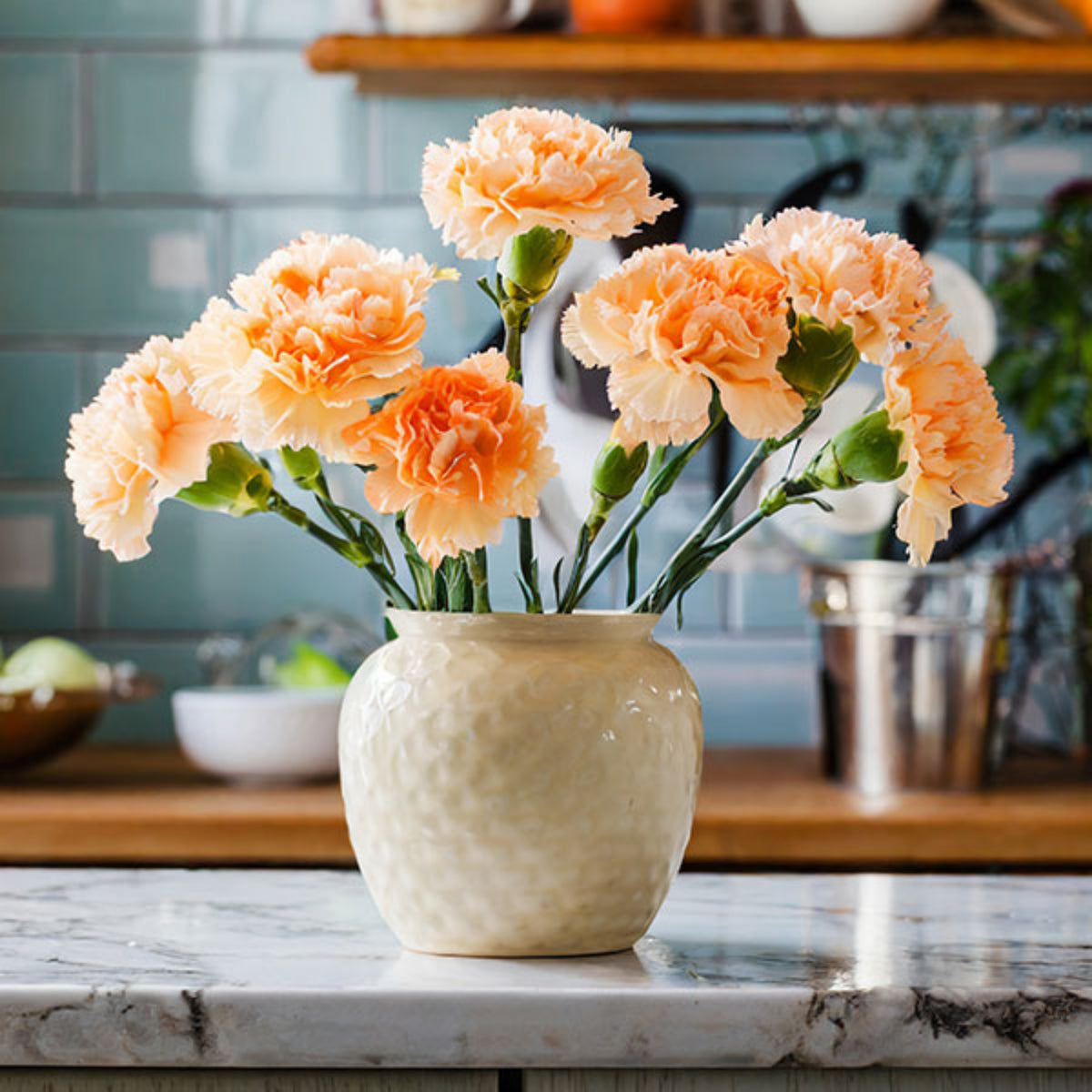Orange Carnations Seeds - Dianthus Seeds, 30 seeds