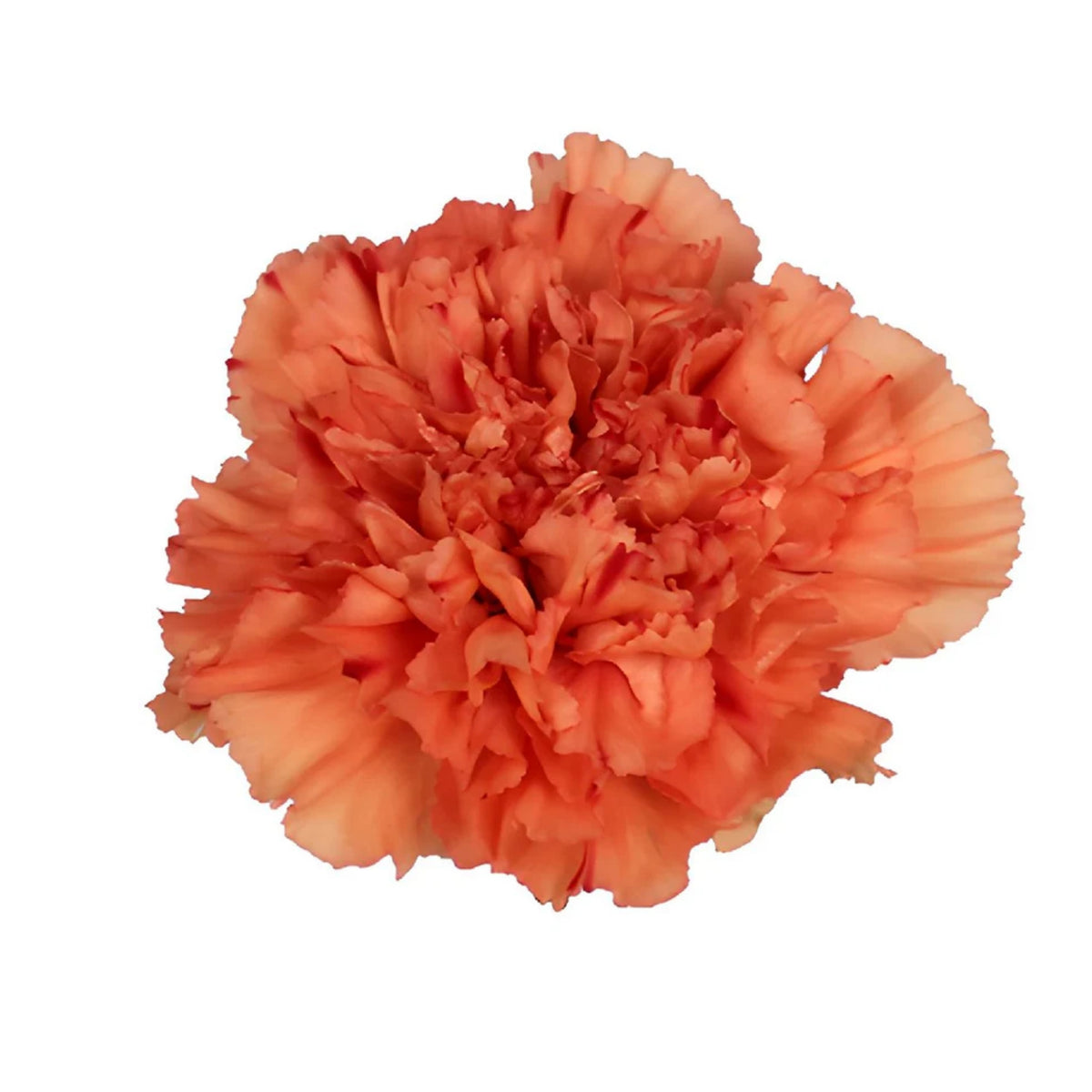 Orange Carnations Seeds - Dianthus Seeds, 30 seeds