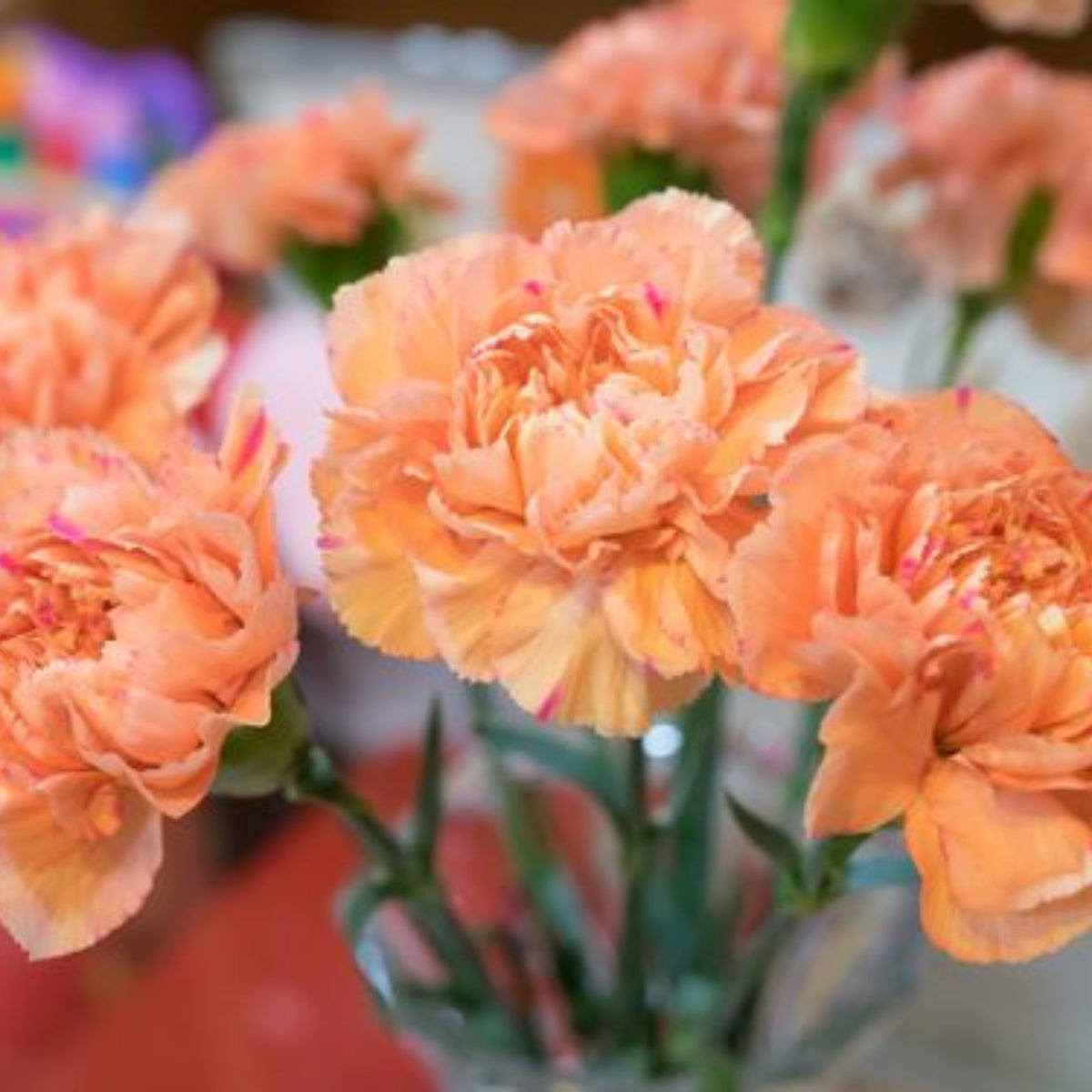 Orange Carnations Seeds - Dianthus Seeds, 30 seeds