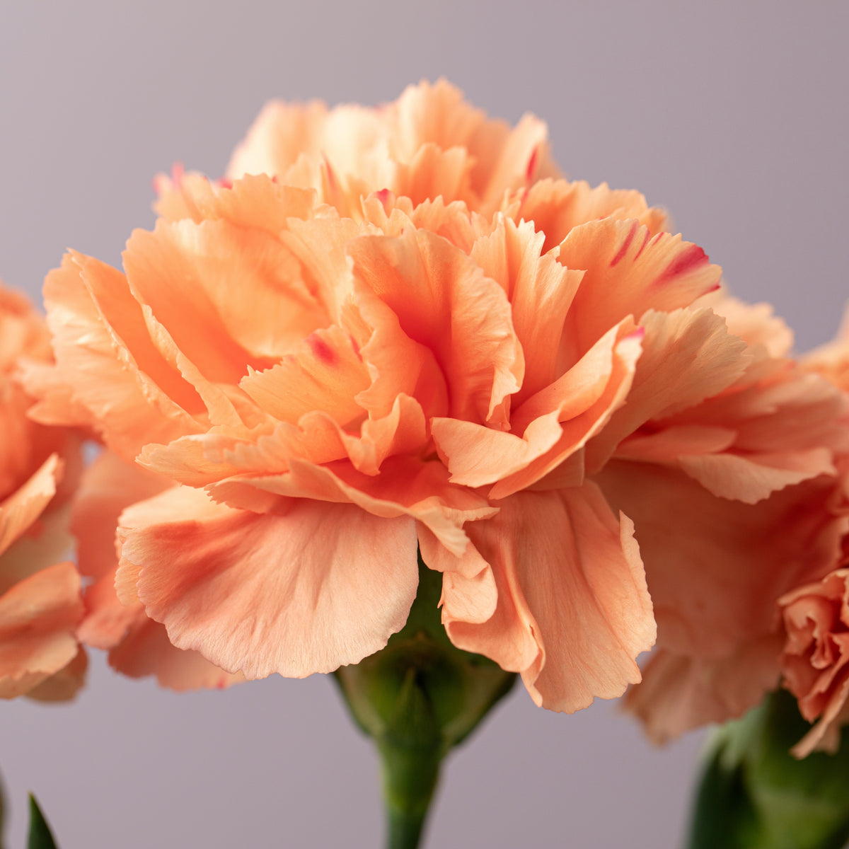 Orange Carnations Seeds - Dianthus Seeds, 30 seeds