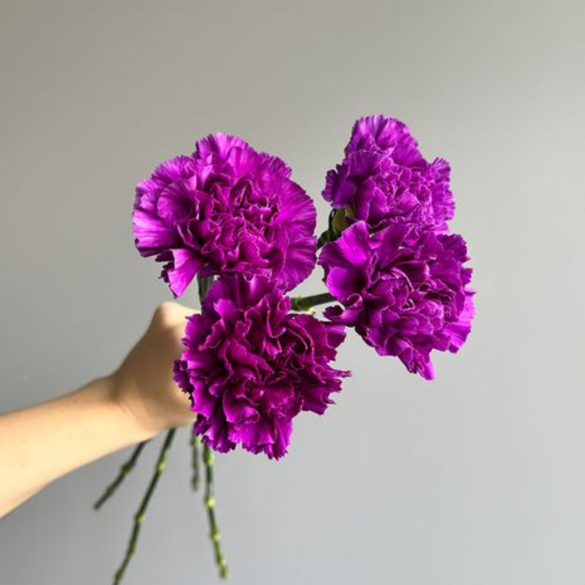 Purple Carnations Seeds - Dianthus Seeds, 30 seeds