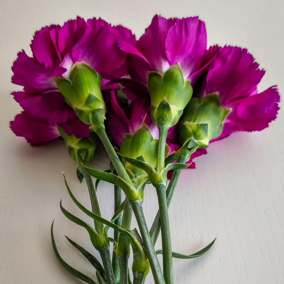 Purple Carnations Seeds - Dianthus Seeds, 30 seeds