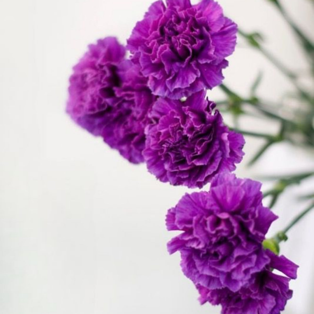 Purple Carnations Seeds - Dianthus Seeds, 30 seeds