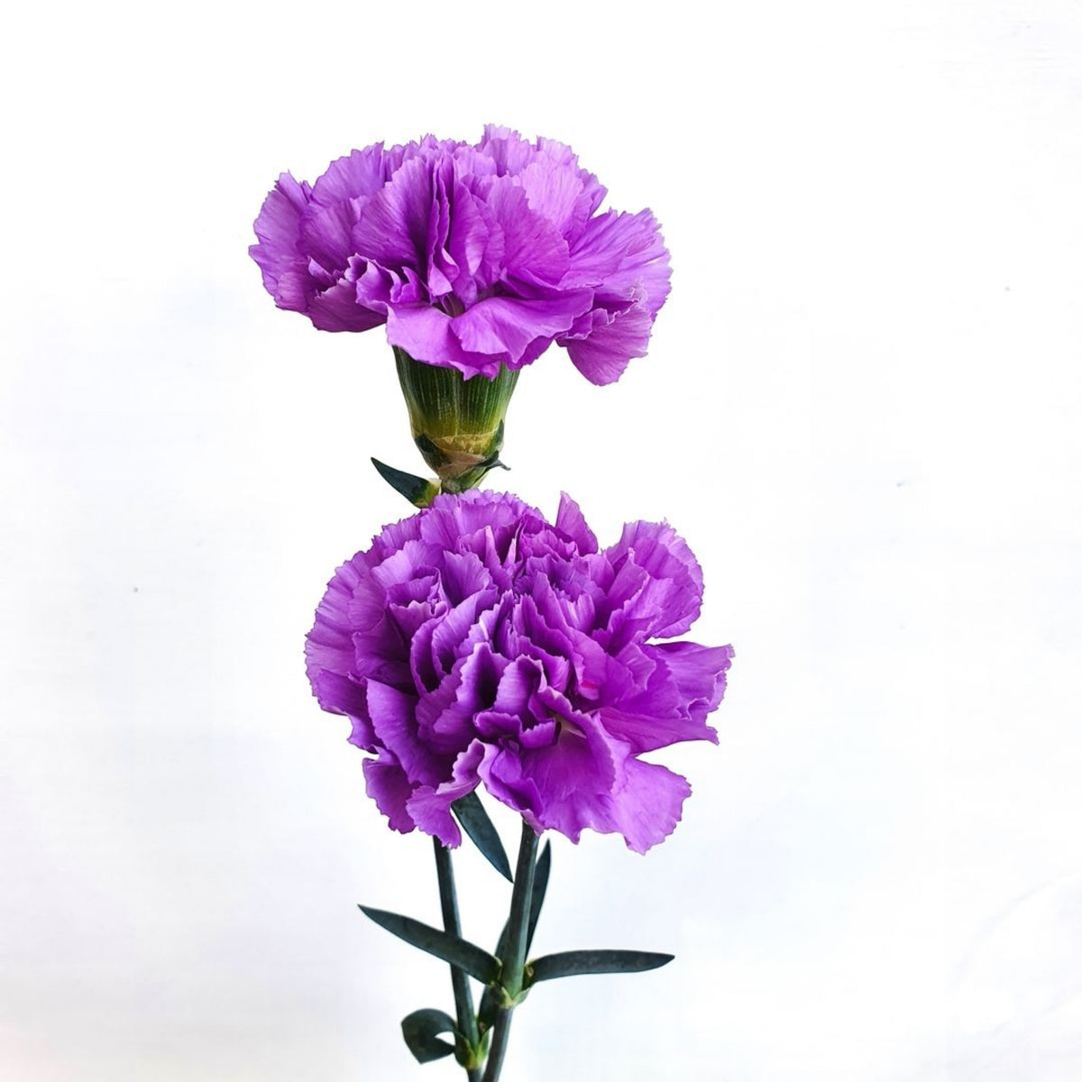 Purple Carnations Seeds - Dianthus Seeds, 30 seeds