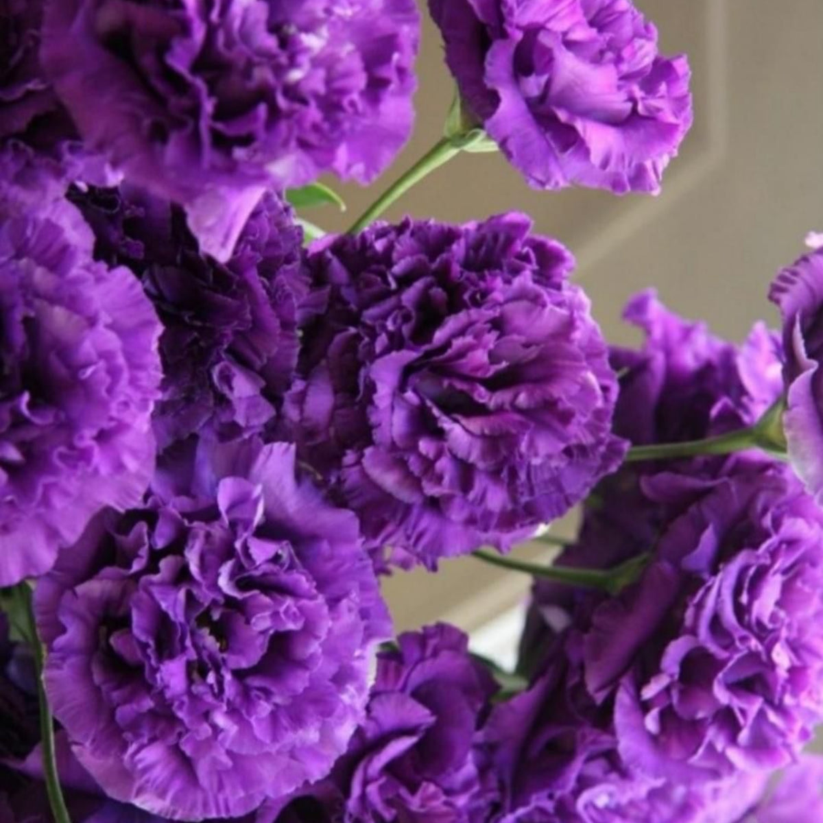 Purple Carnations Seeds - Dianthus Seeds, 30 seeds