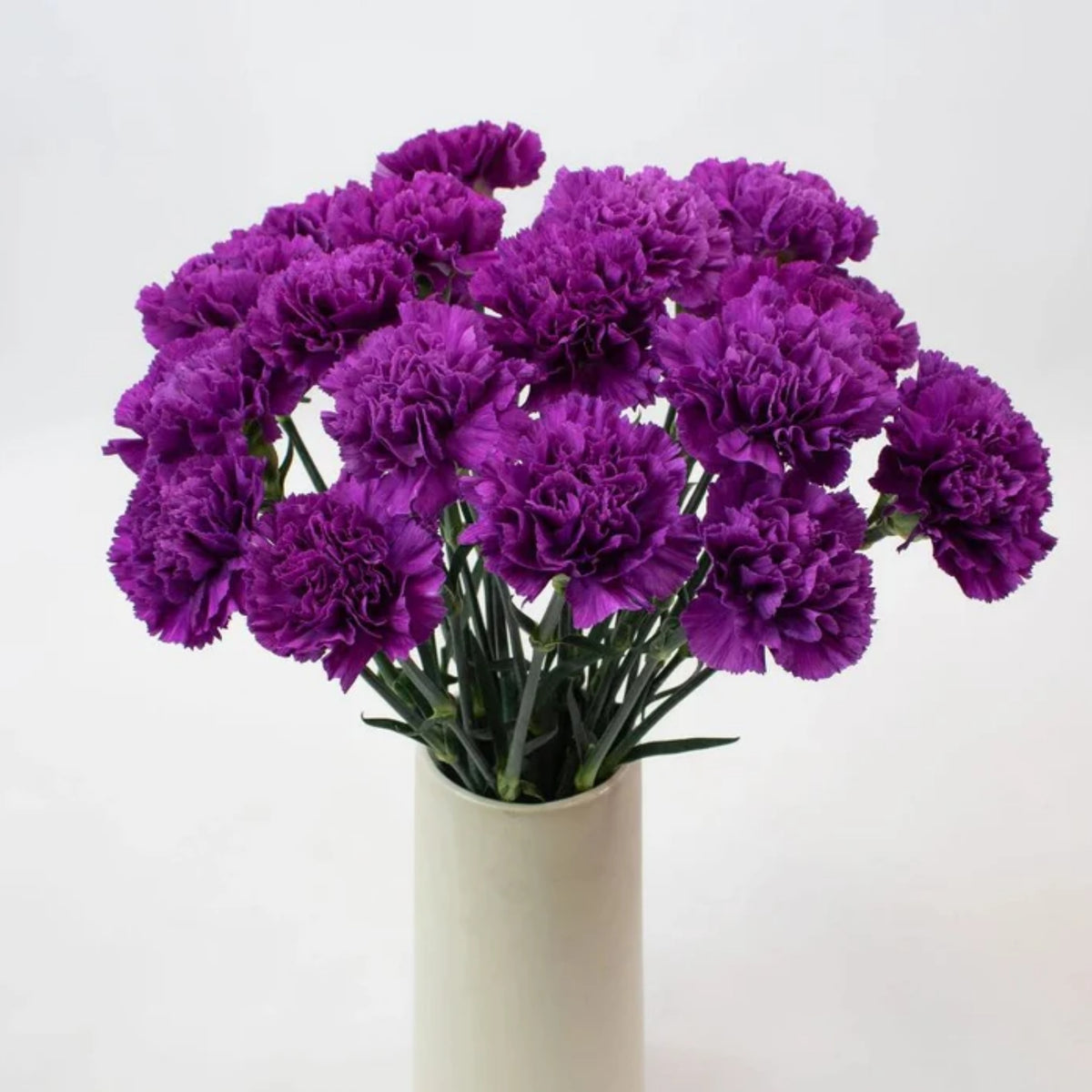 Purple Carnations Seeds - Dianthus Seeds, 30 seeds