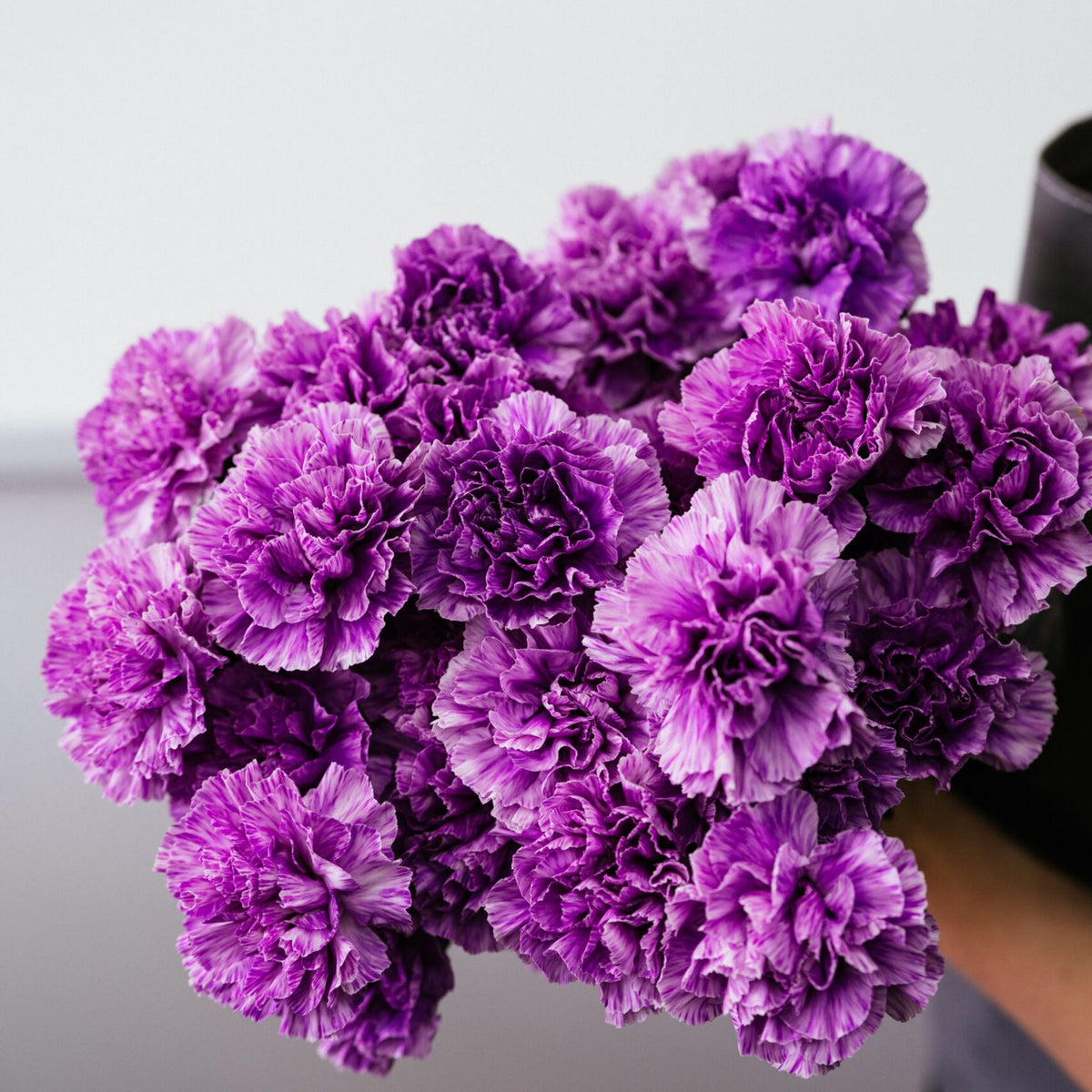 Purple Carnations Seeds - Dianthus Seeds, 30 seeds