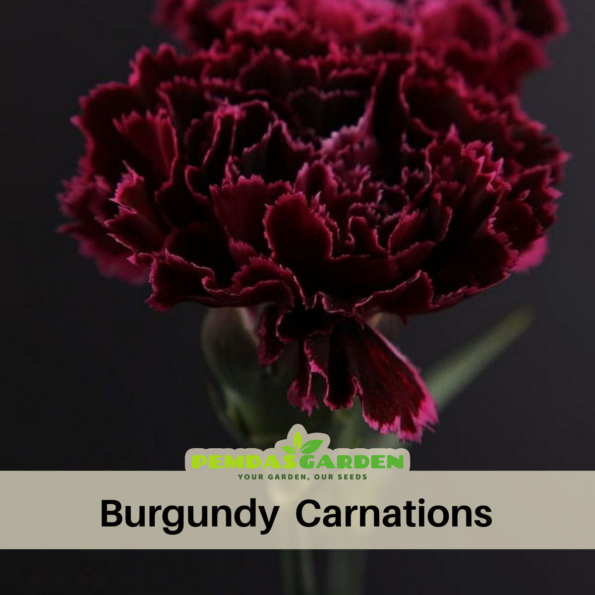 Dark Red Burgundy Carnations Seeds - Dianthus Seeds, 30 seeds