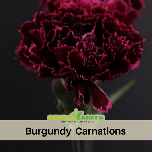 Dark Red Burgundy Carnations Seeds - Dianthus Seeds, 30 seeds