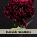30 Dark Red Burgundy Carnations - Dianthus Seeds - Authentic - Open-Pollinated - Organic - Heirloom - Flower Seeds - Mix Seeds to Plant #ca8