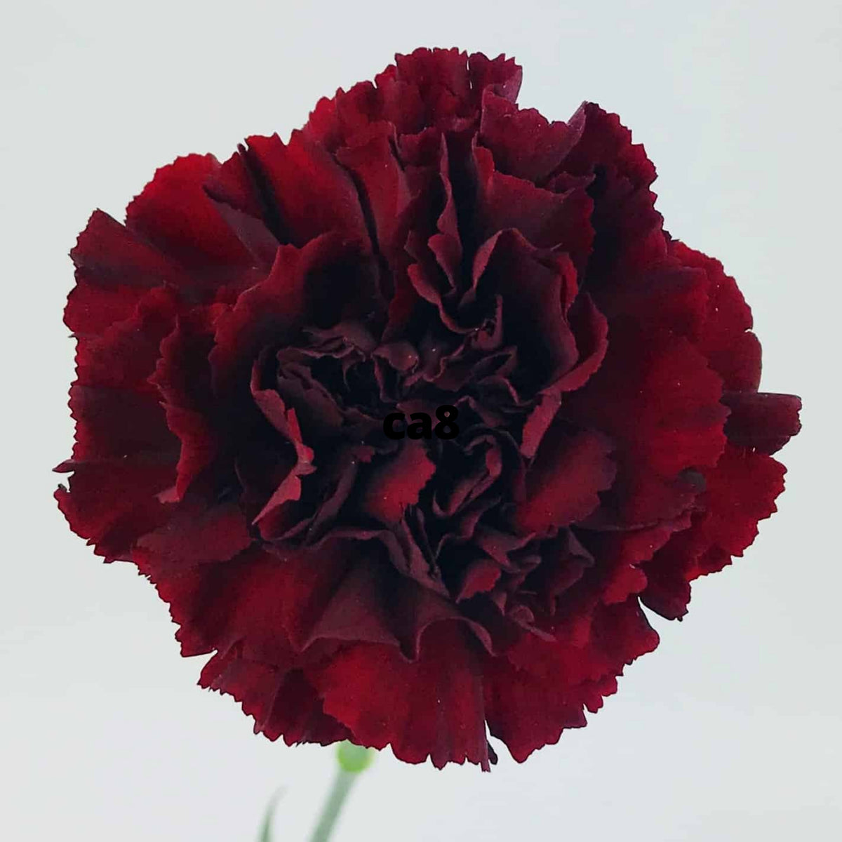 Dark Red Burgundy Carnations Seeds - Dianthus Seeds, 30 seeds