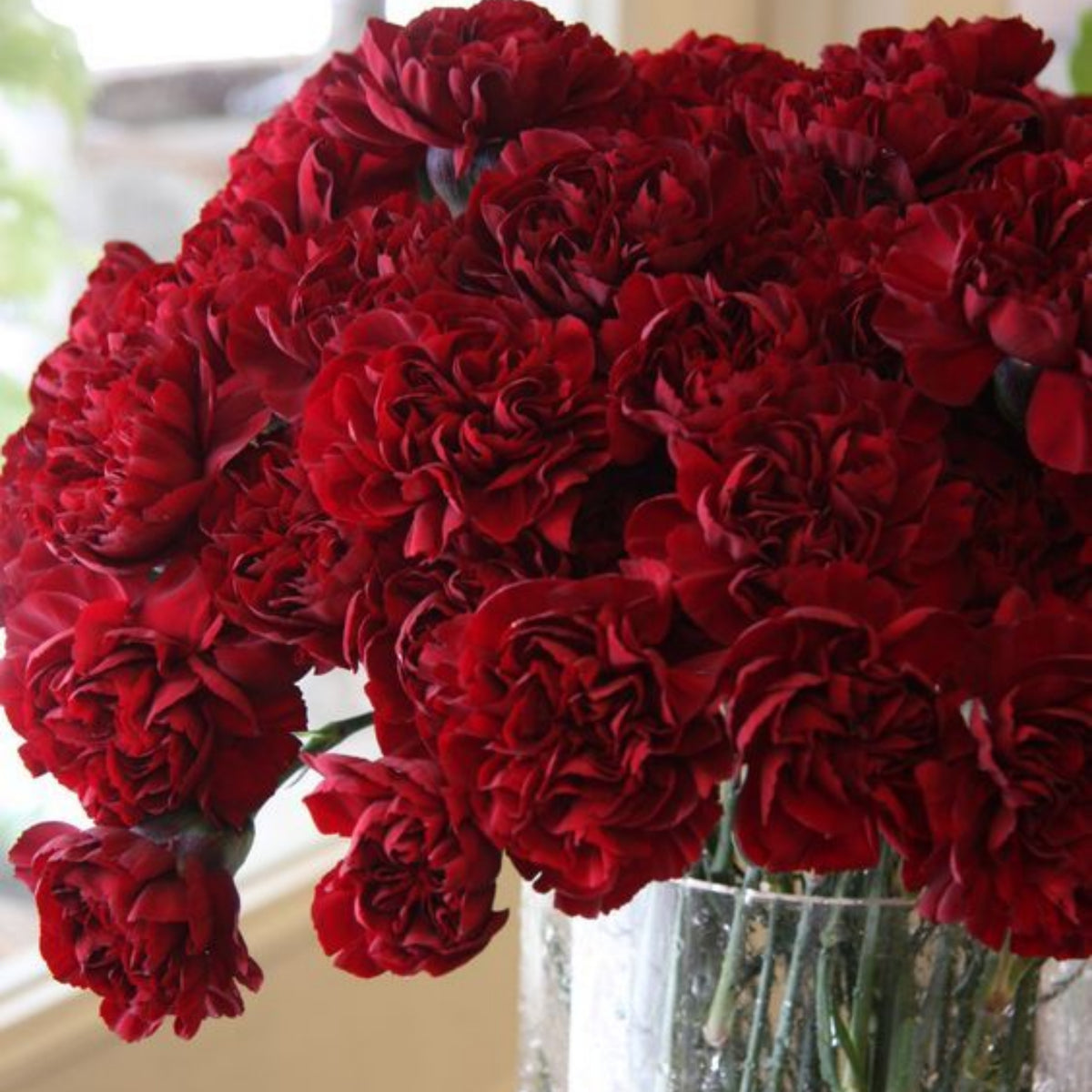 Dark Red Burgundy Carnations Seeds - Dianthus Seeds, 30 seeds