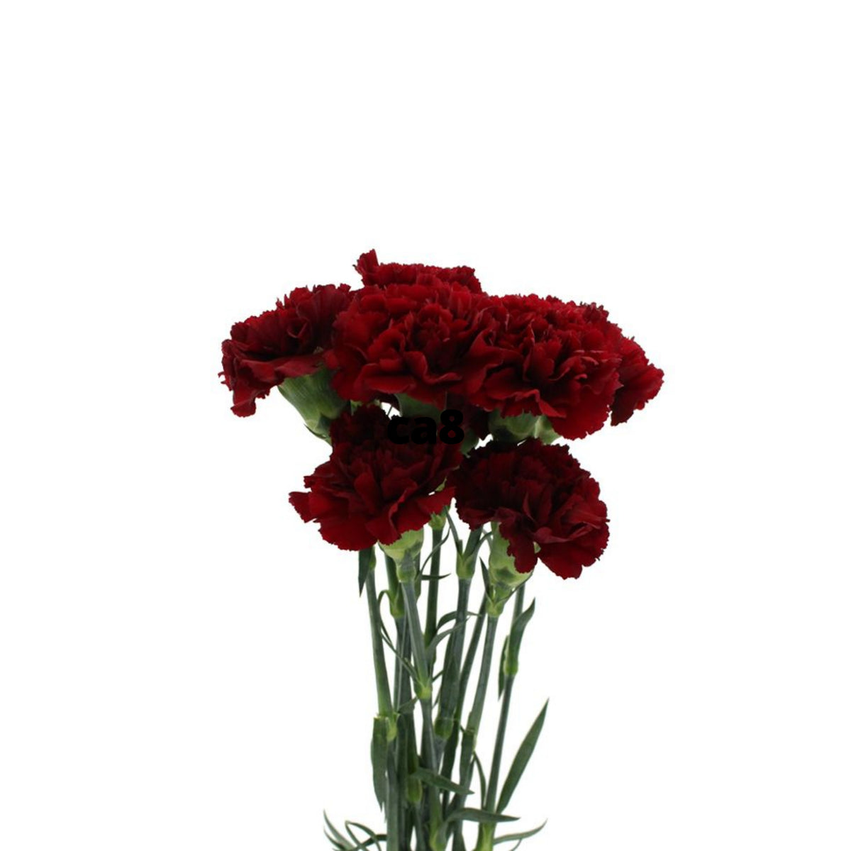 Dark Red Burgundy Carnations Seeds - Dianthus Seeds, 30 seeds