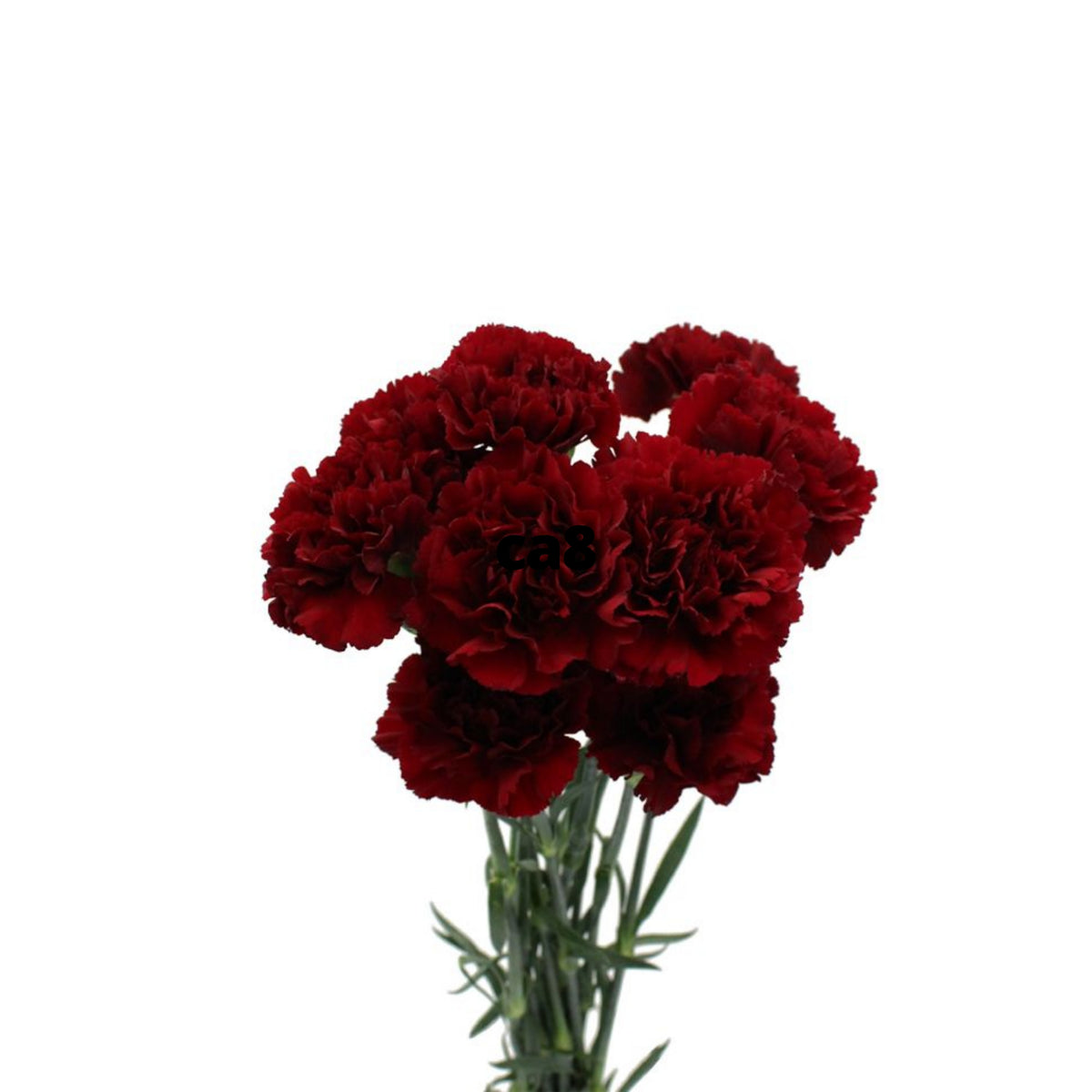 Dark Red Burgundy Carnations Seeds - Dianthus Seeds, 30 seeds