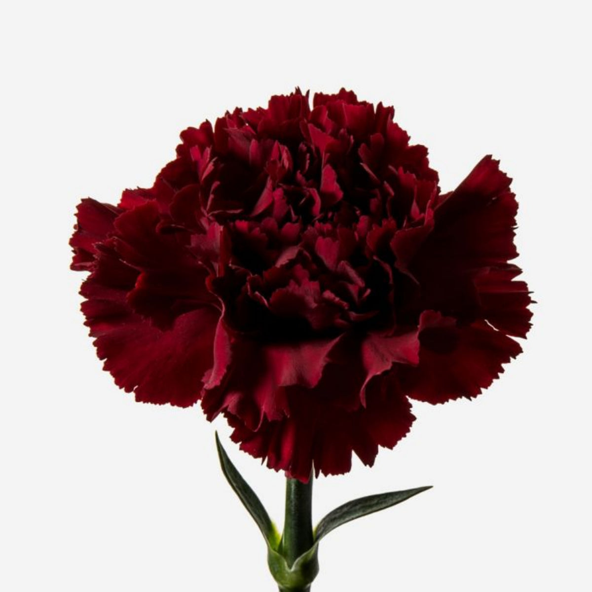 Dark Red Burgundy Carnations Seeds - Dianthus Seeds, 30 seeds
