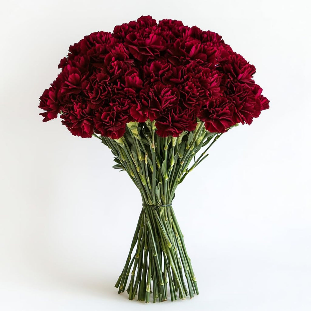 Dark Red Burgundy Carnations Seeds - Dianthus Seeds, 30 seeds
