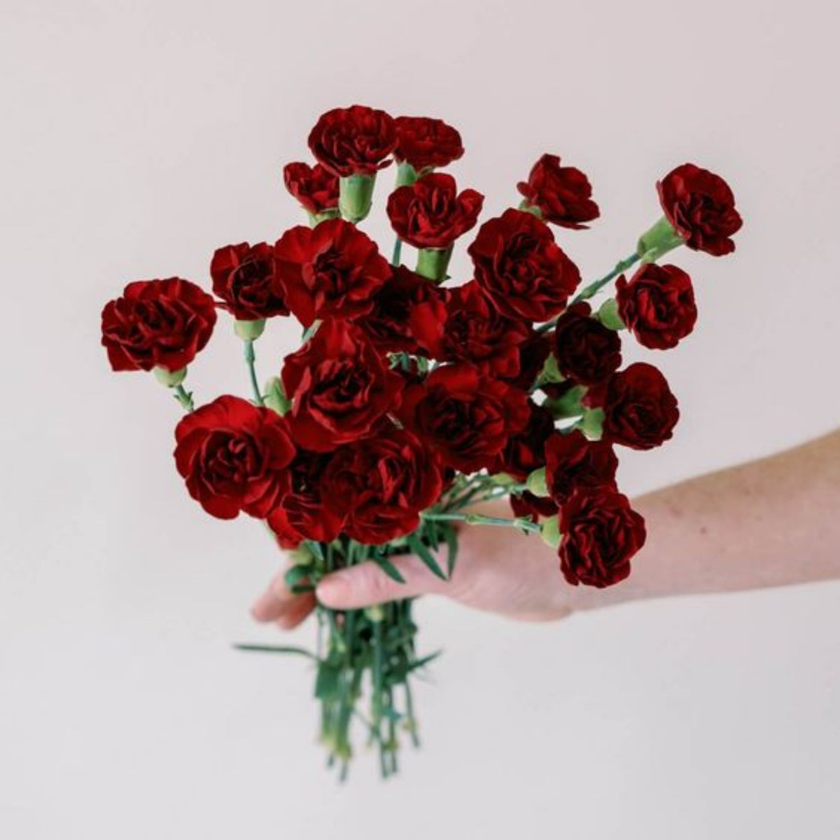 Dark Red Burgundy Carnations Seeds - Dianthus Seeds, 30 seeds