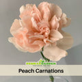 30 Peach Carnations - Dianthus Seeds - Authentic - Open-Pollinated - Organic - Heirloom - Flower Seeds - Mix Seeds to Plant - #ca9