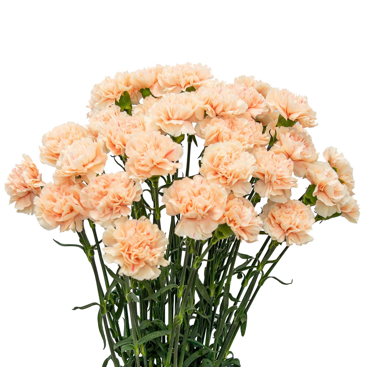 Peach Carnations Seeds - Dianthus Seeds, 30 seeds