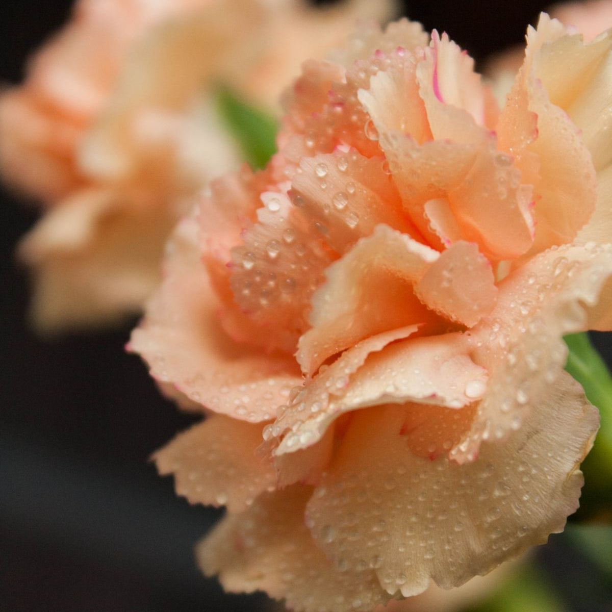 Peach Carnations Seeds - Dianthus Seeds, 30 seeds
