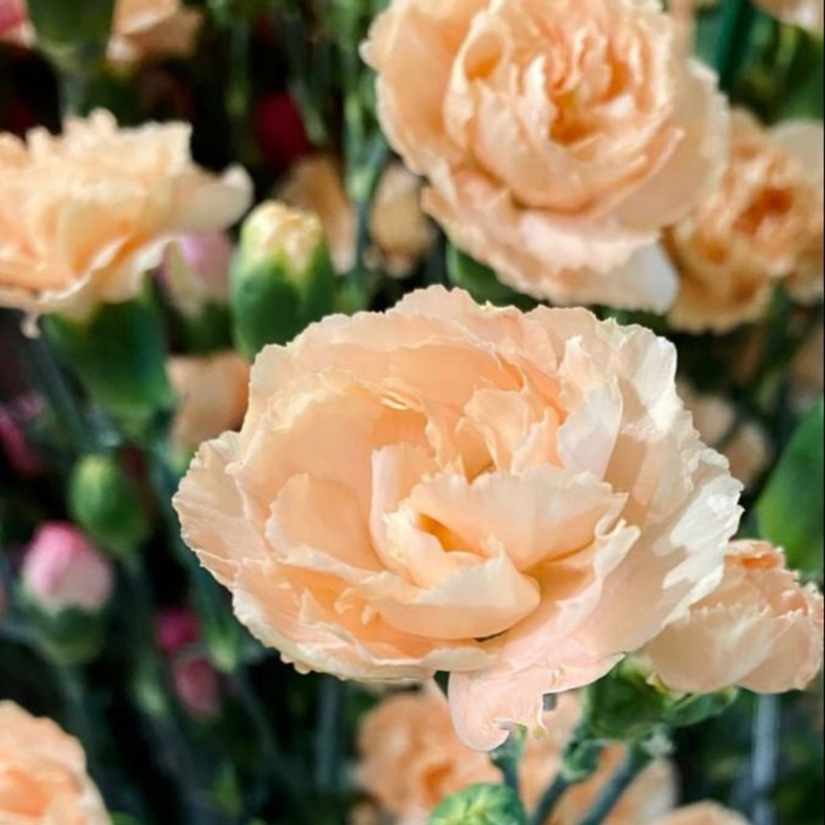 Peach Carnations Seeds - Dianthus Seeds, 30 seeds