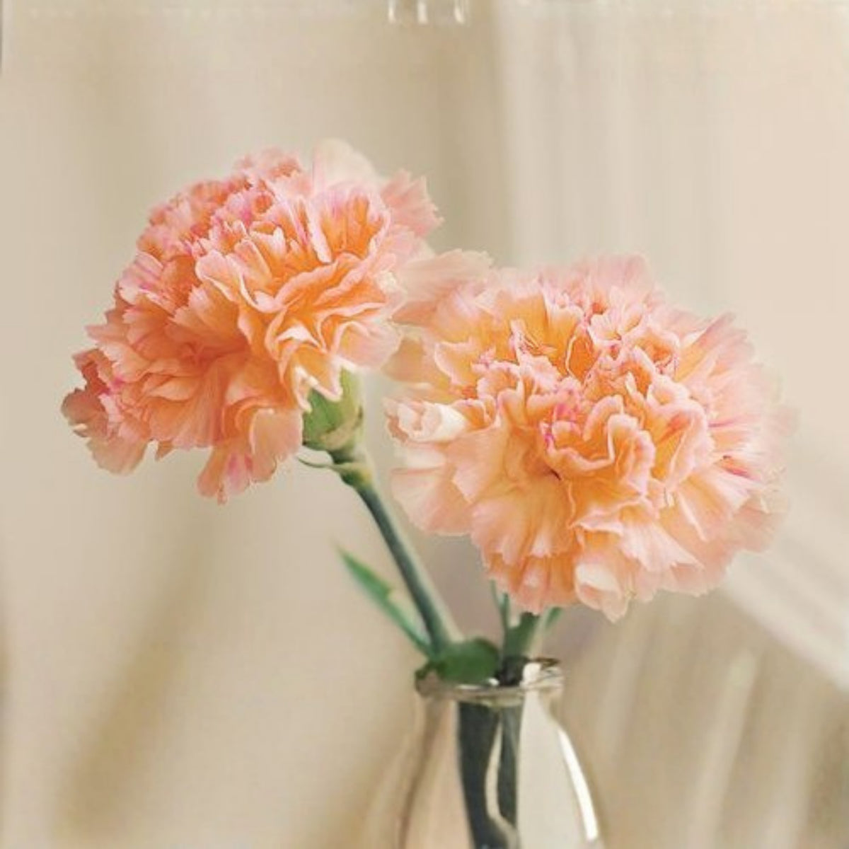 Peach Carnations Seeds - Dianthus Seeds, 30 seeds