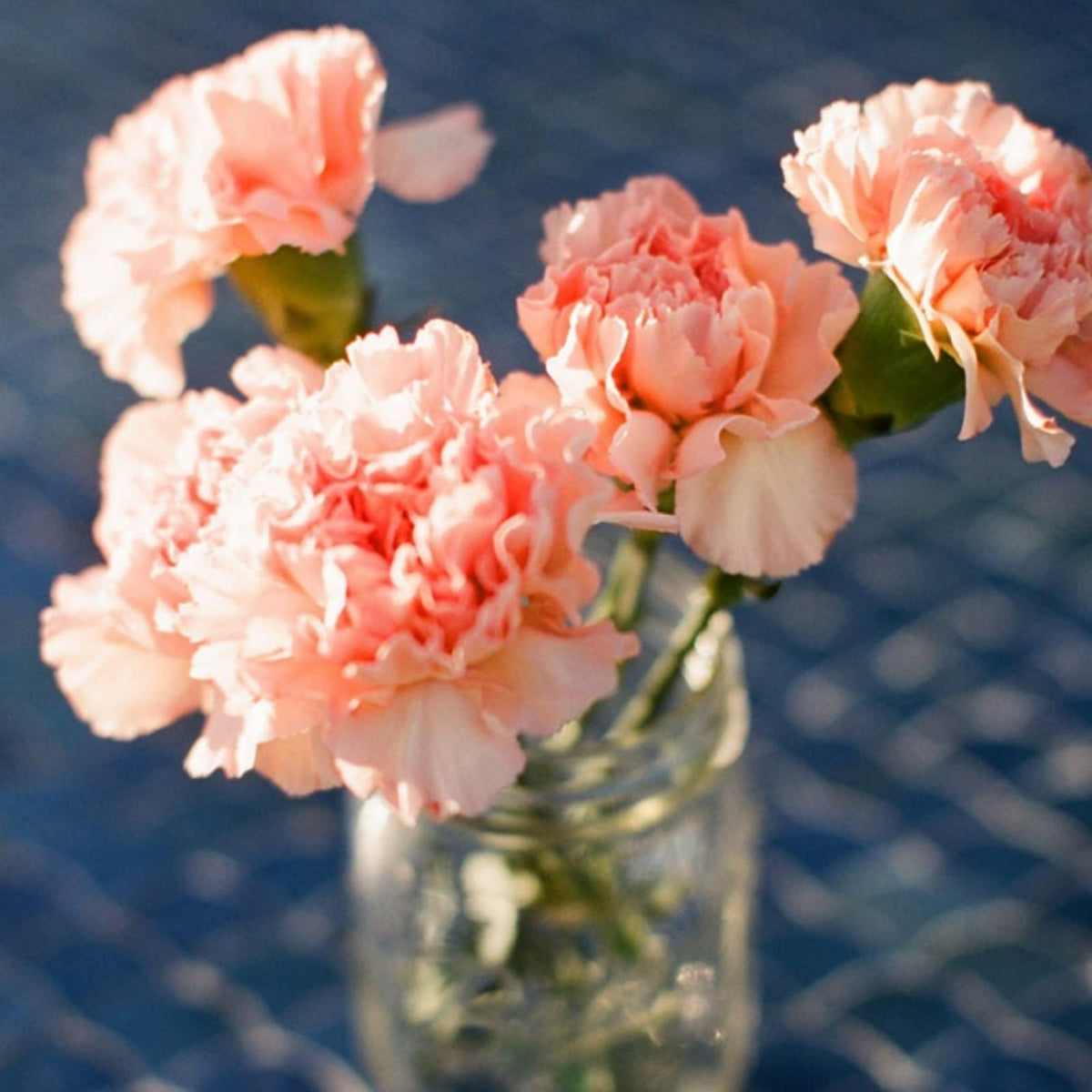 Peach Carnations Seeds - Dianthus Seeds, 30 seeds