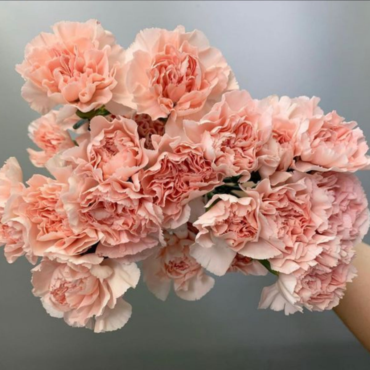 Peach Carnations Seeds - Dianthus Seeds, 30 seeds