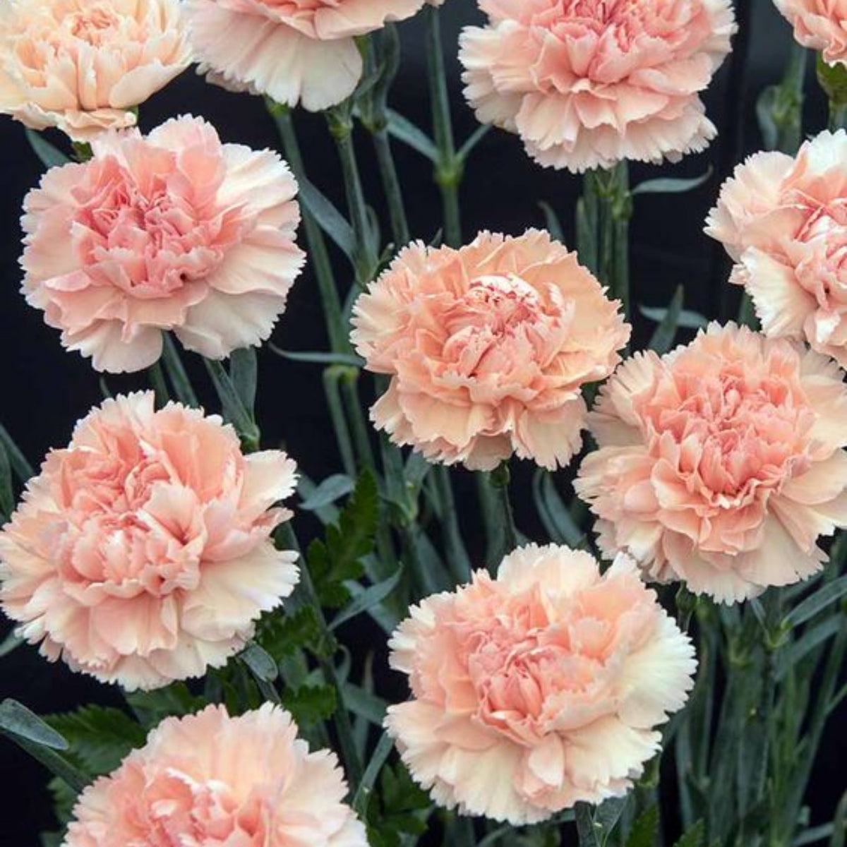 Peach Carnations Seeds - Dianthus Seeds, 30 seeds