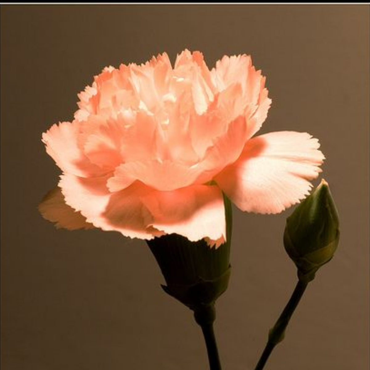 Peach Carnations Seeds - Dianthus Seeds, 30 seeds