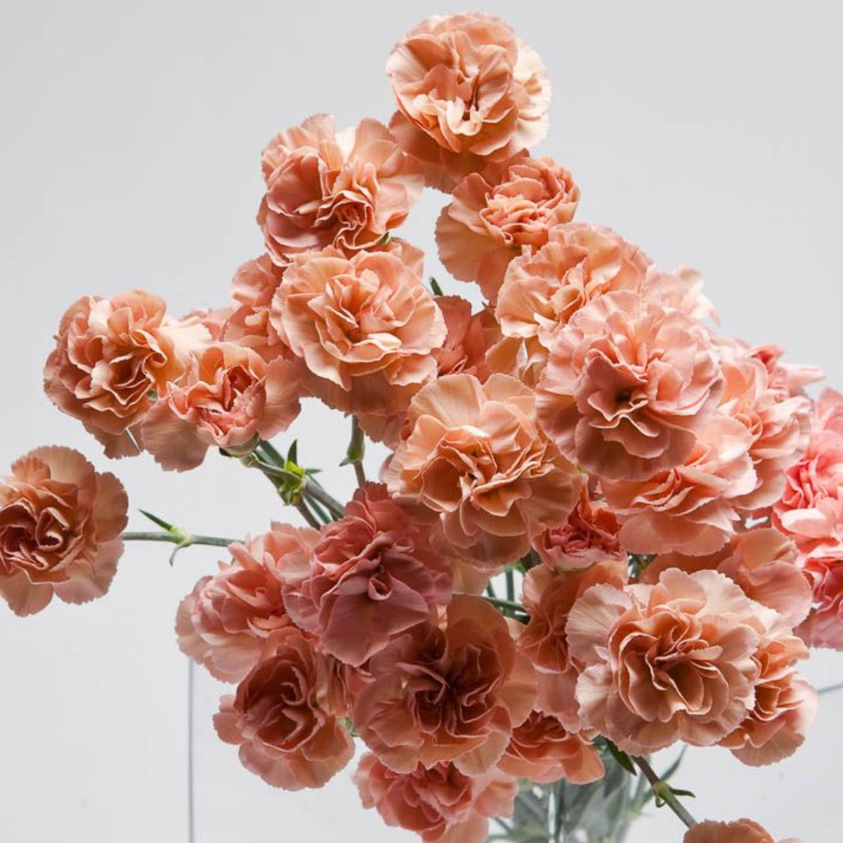 Peach Carnations Seeds - Dianthus Seeds, 30 seeds