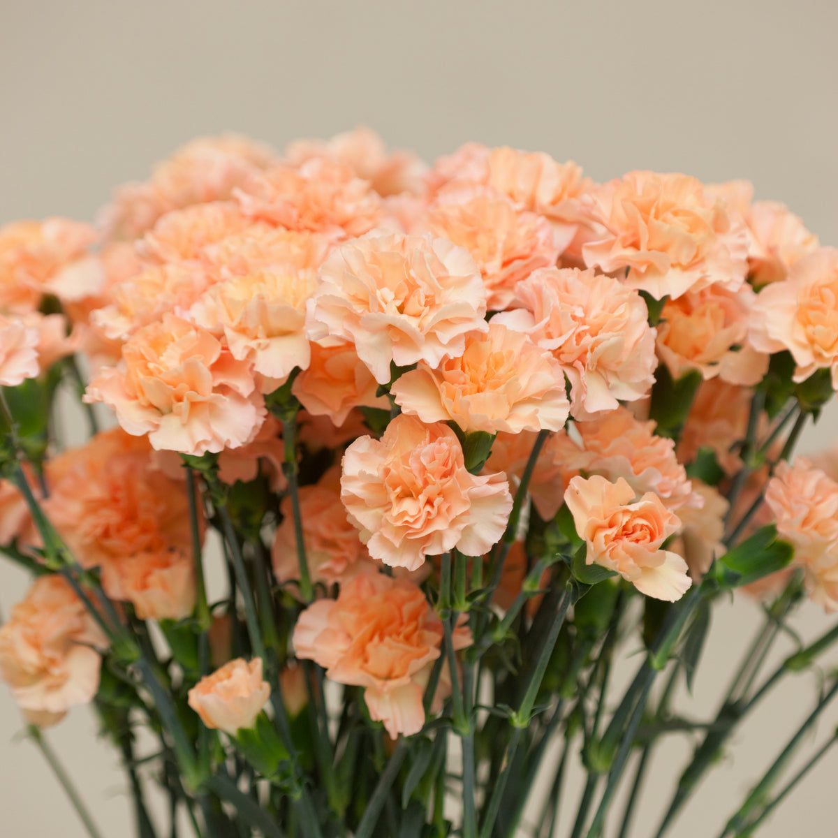 Peach Carnations Seeds - Dianthus Seeds, 30 seeds