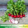 100+ Seeds| Crimson Giant Radish Seeds -Heirloom – Non-GMO – Large Size – Crisp – Mild Flavor – Quick Harvest – Easy to Grow – Spring & Fall – Fresh Eating – Garden to Table #7020